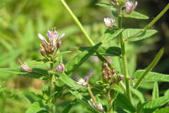 Cleome monophylla